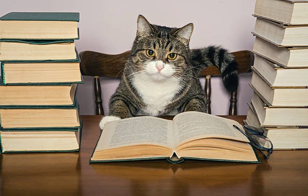 book club cat 1.jpg