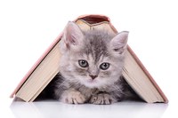 Book Club cat 2.jpg